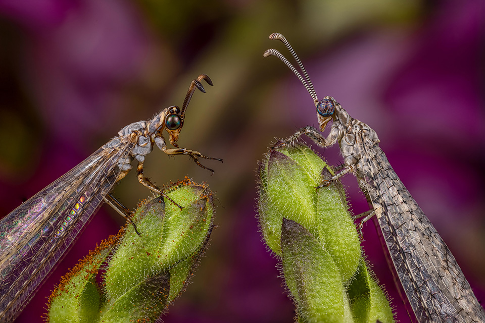 Photograph by Jonathan Cline