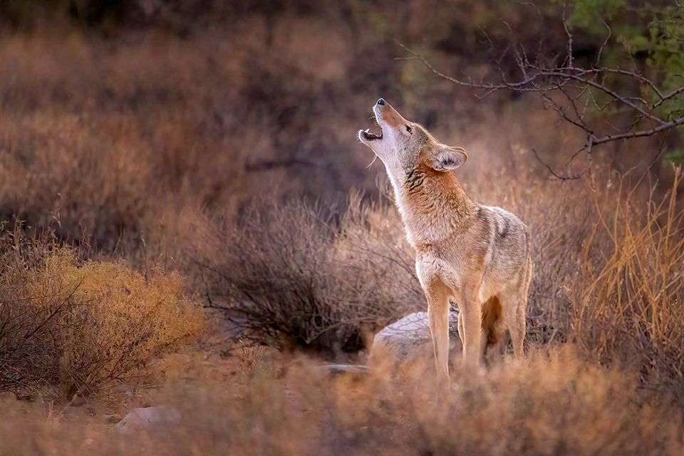 Photograph by James Capo