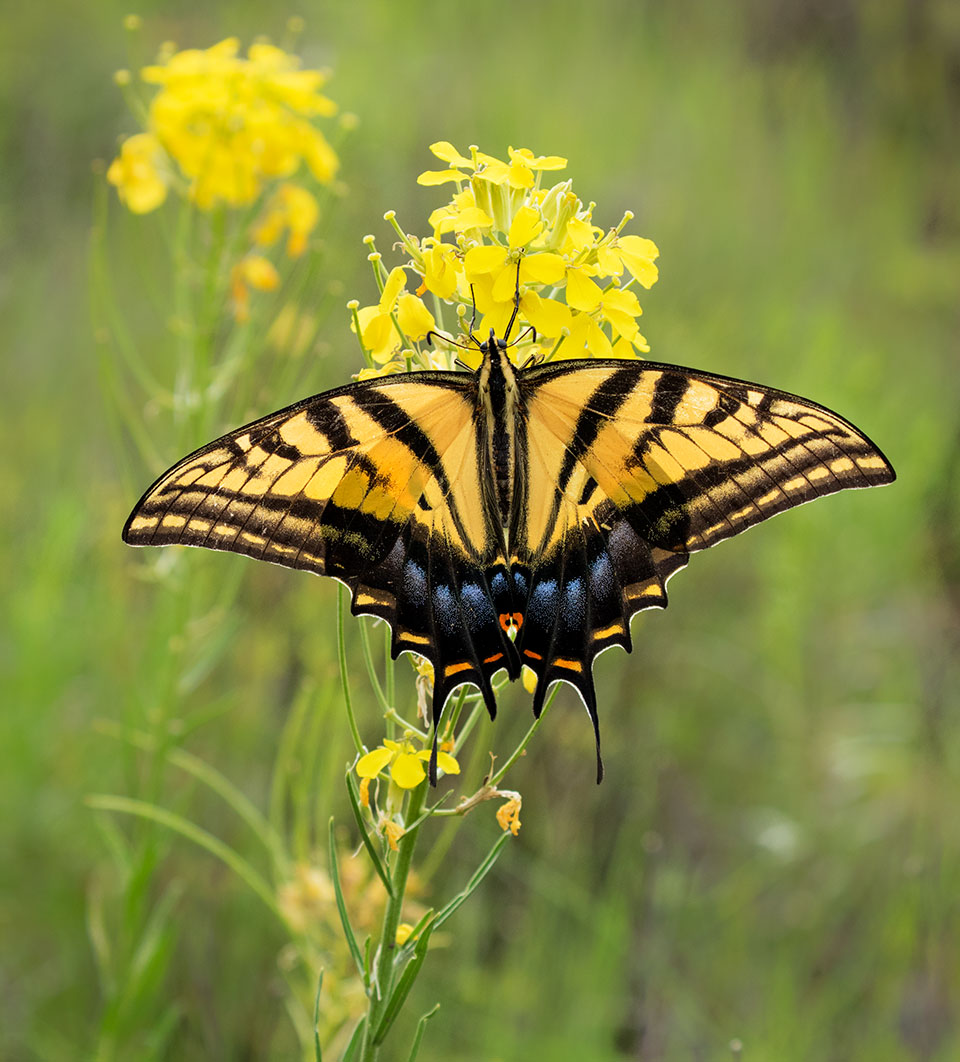 Photograph by Bruce D. Taubert