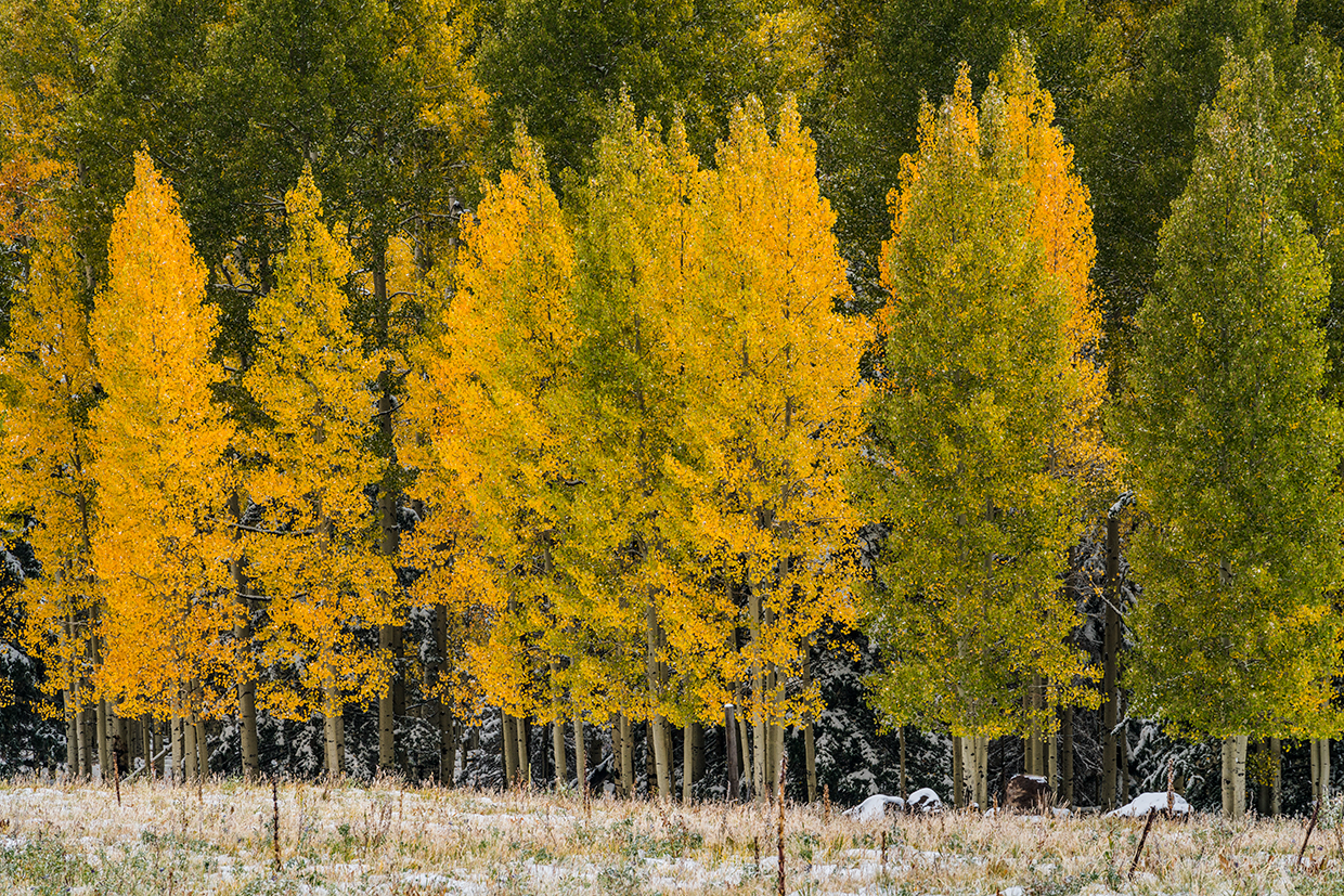 Birds of Prey on the Meadow with Autumn Forest in the Background