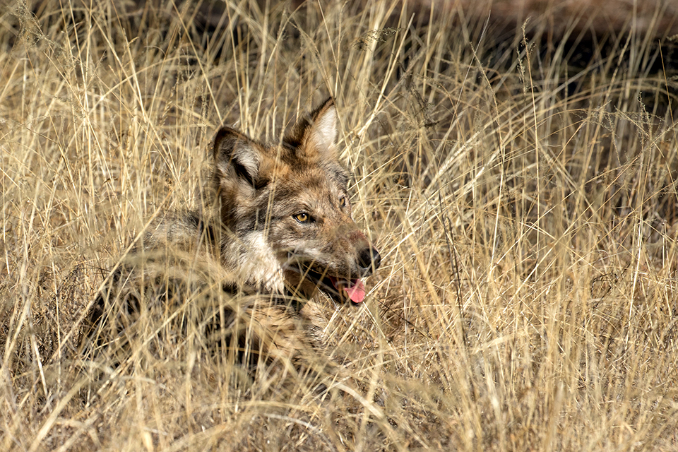 Photograph by Bruce D. Taubert