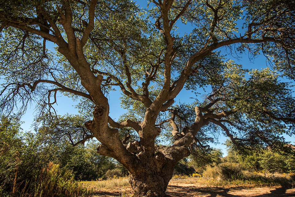 Photograph by Bill Hatcher