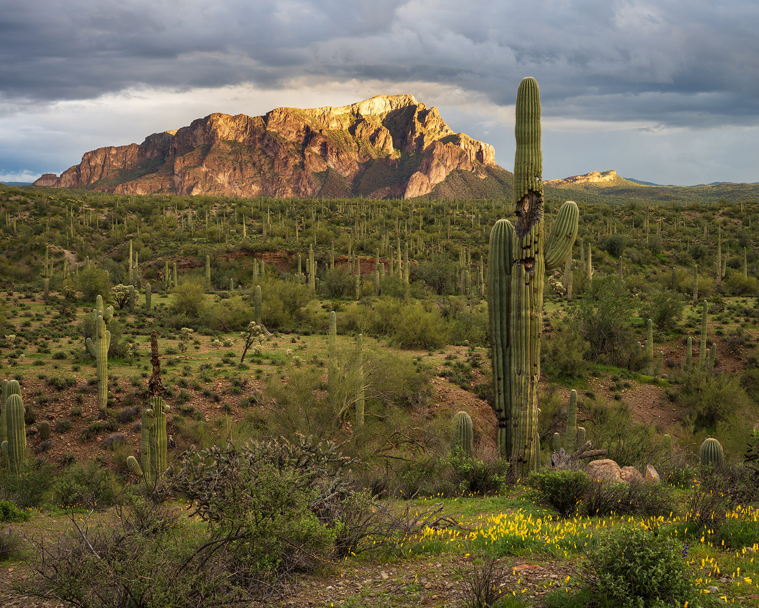 Photograph by Randy Wheelis