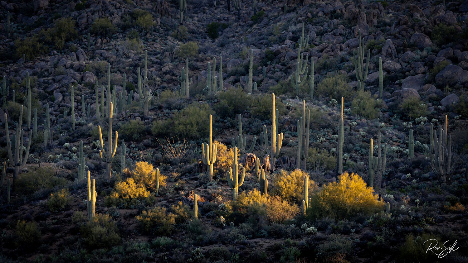 Photograph by Ronald Sill