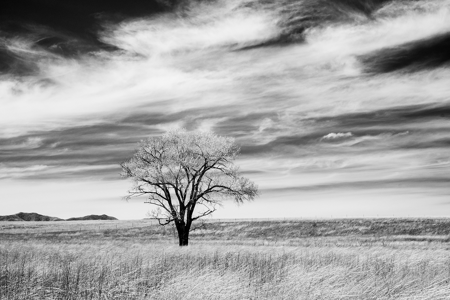Photograph by Robert Shea