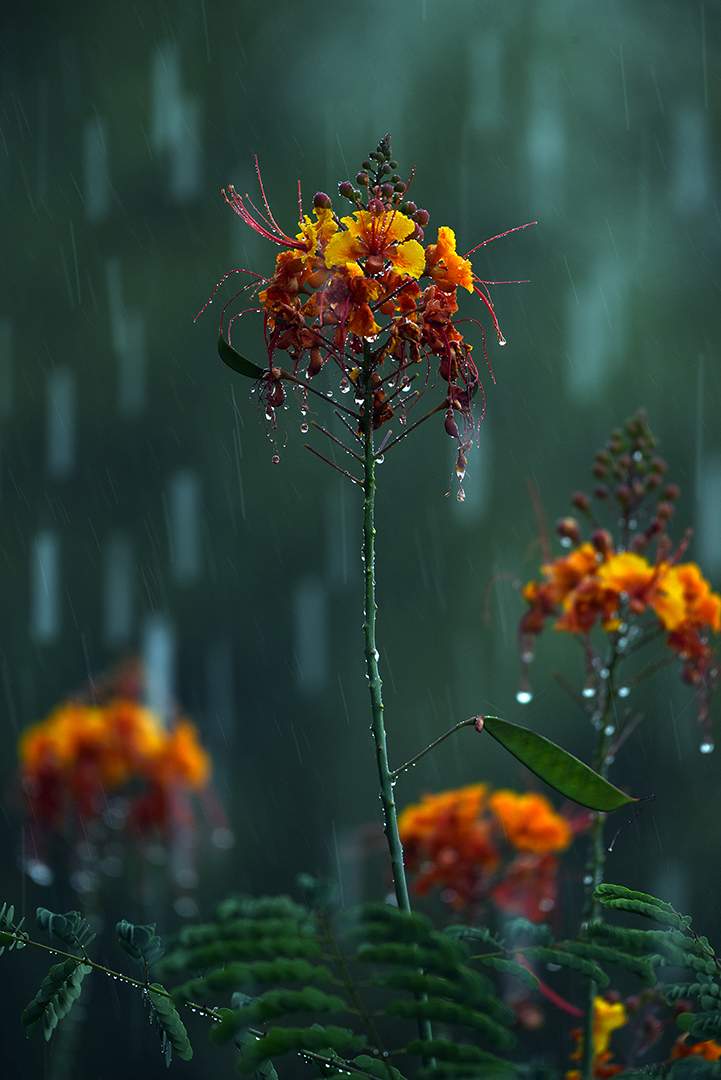 Photograph by Catherine Sienko