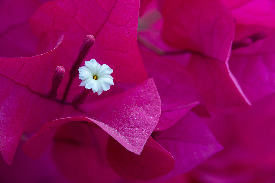Photograph by Hasanur Khan