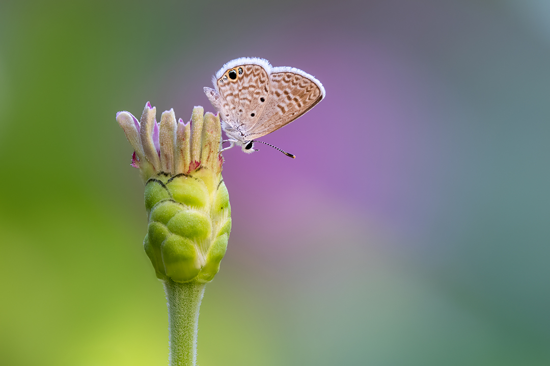 Photograph by Jonathan Cline