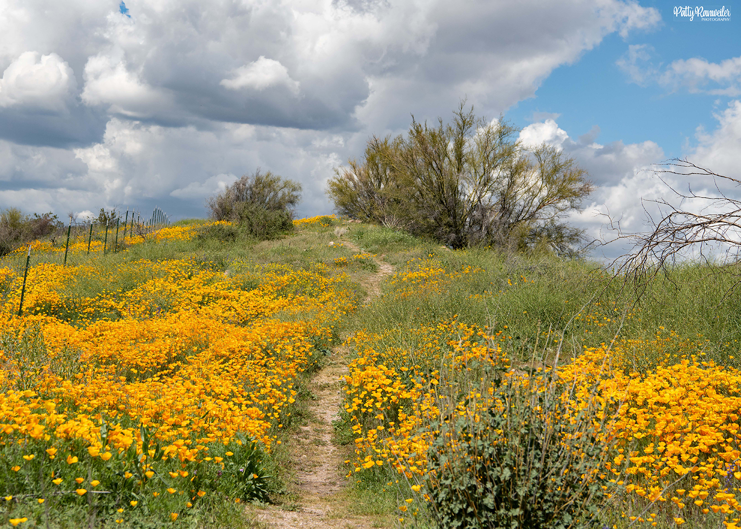 Photograph by Patty Ranweiler