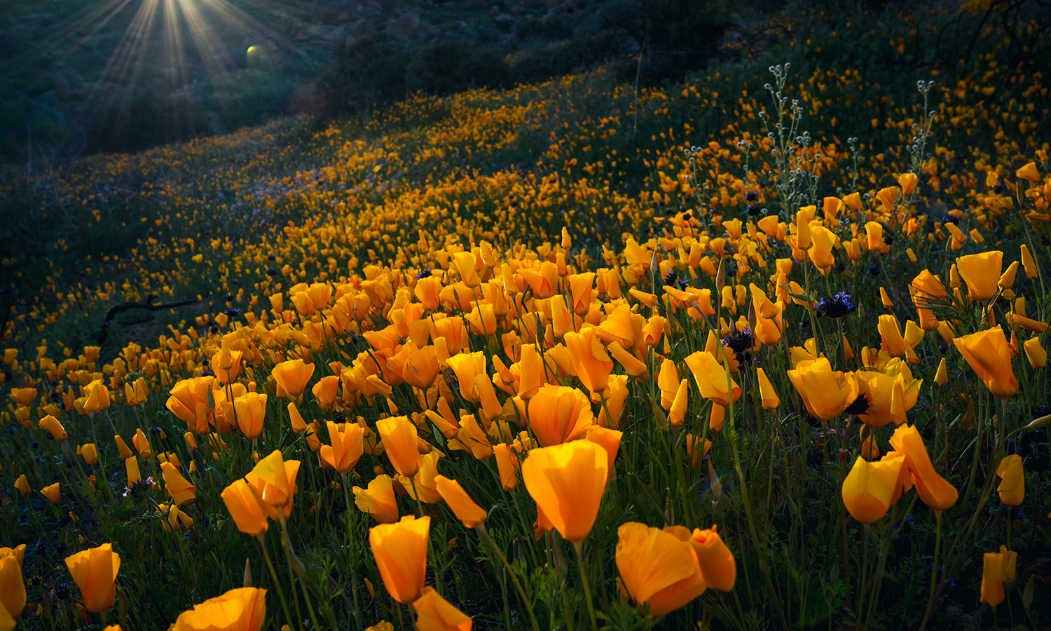 Photograph by Eric Mischke