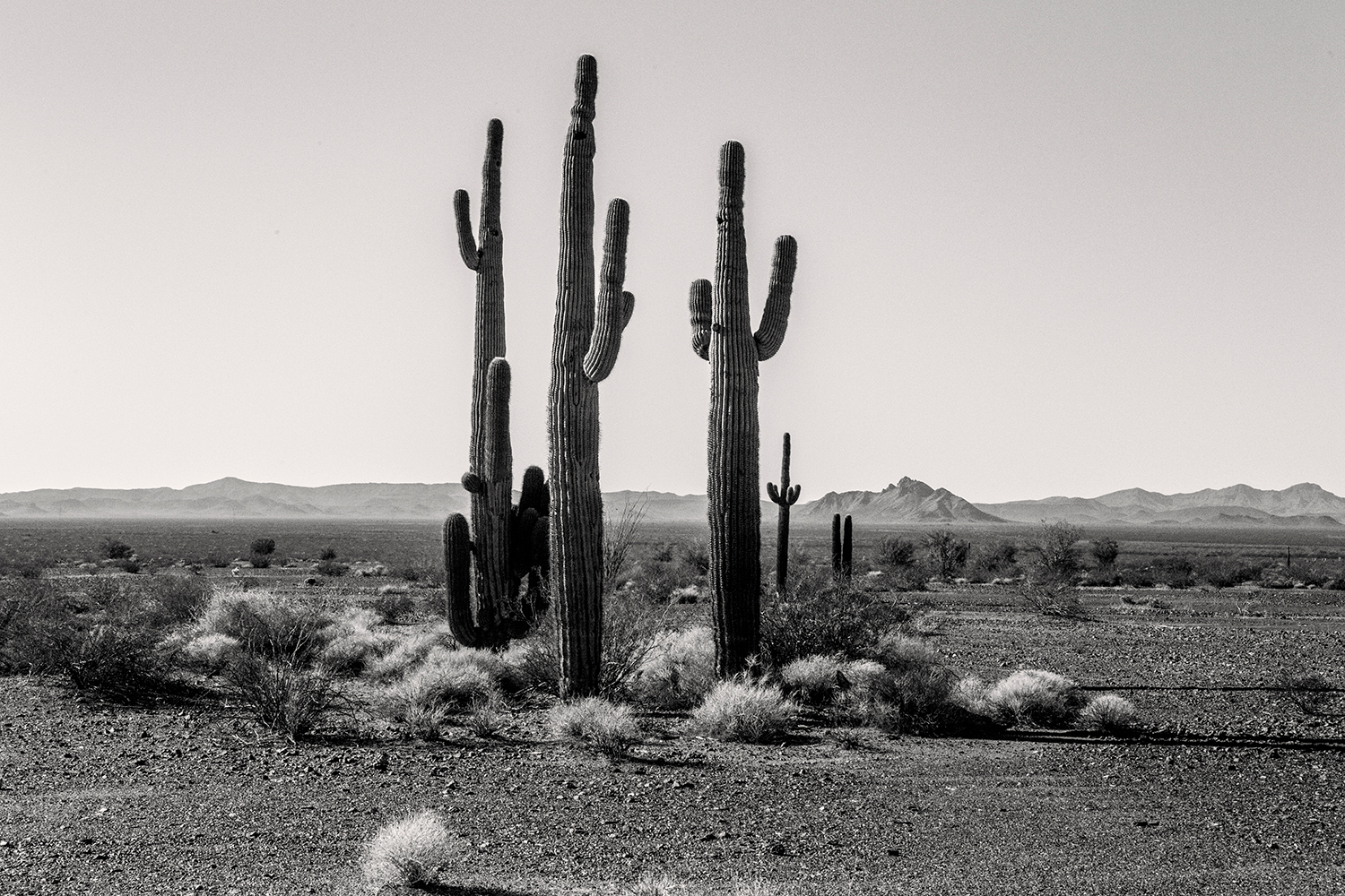Photograph by Richard Trible