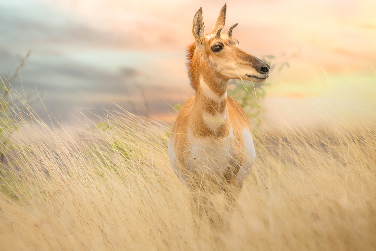 Photo Contest Arizona Highways