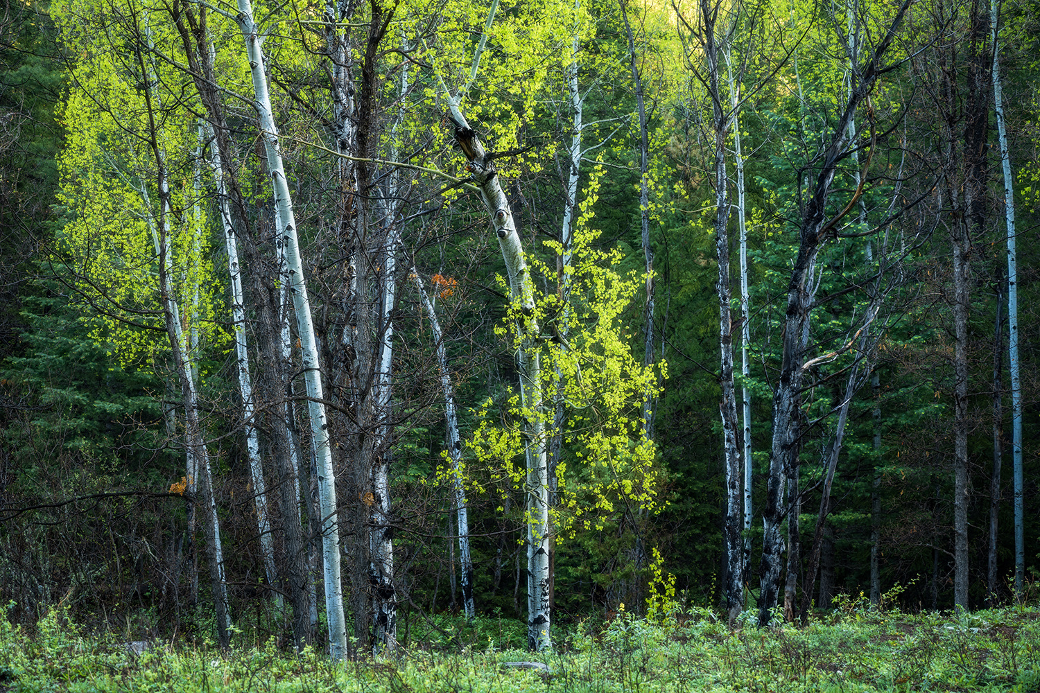 Photograph by Randy Wheelis