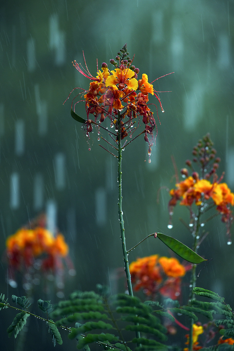 Photograph by Catherine Sienko