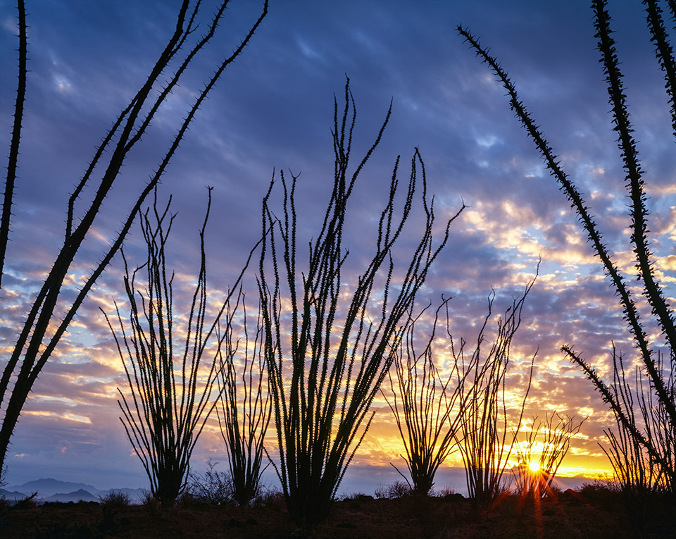 Photograph by Jack Dykinga