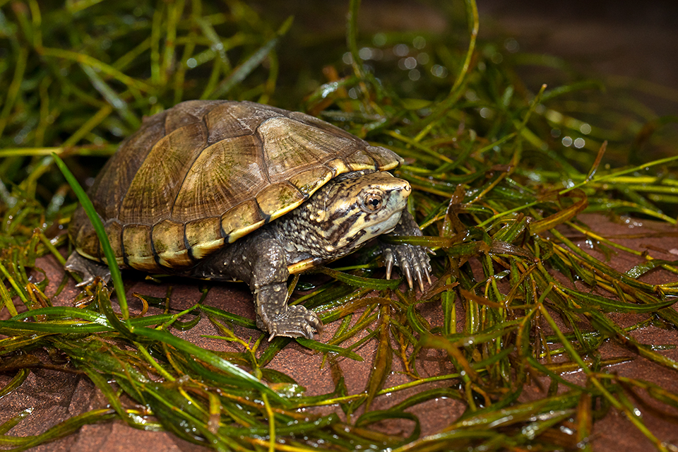 Photograph by Bruce D. Taubert