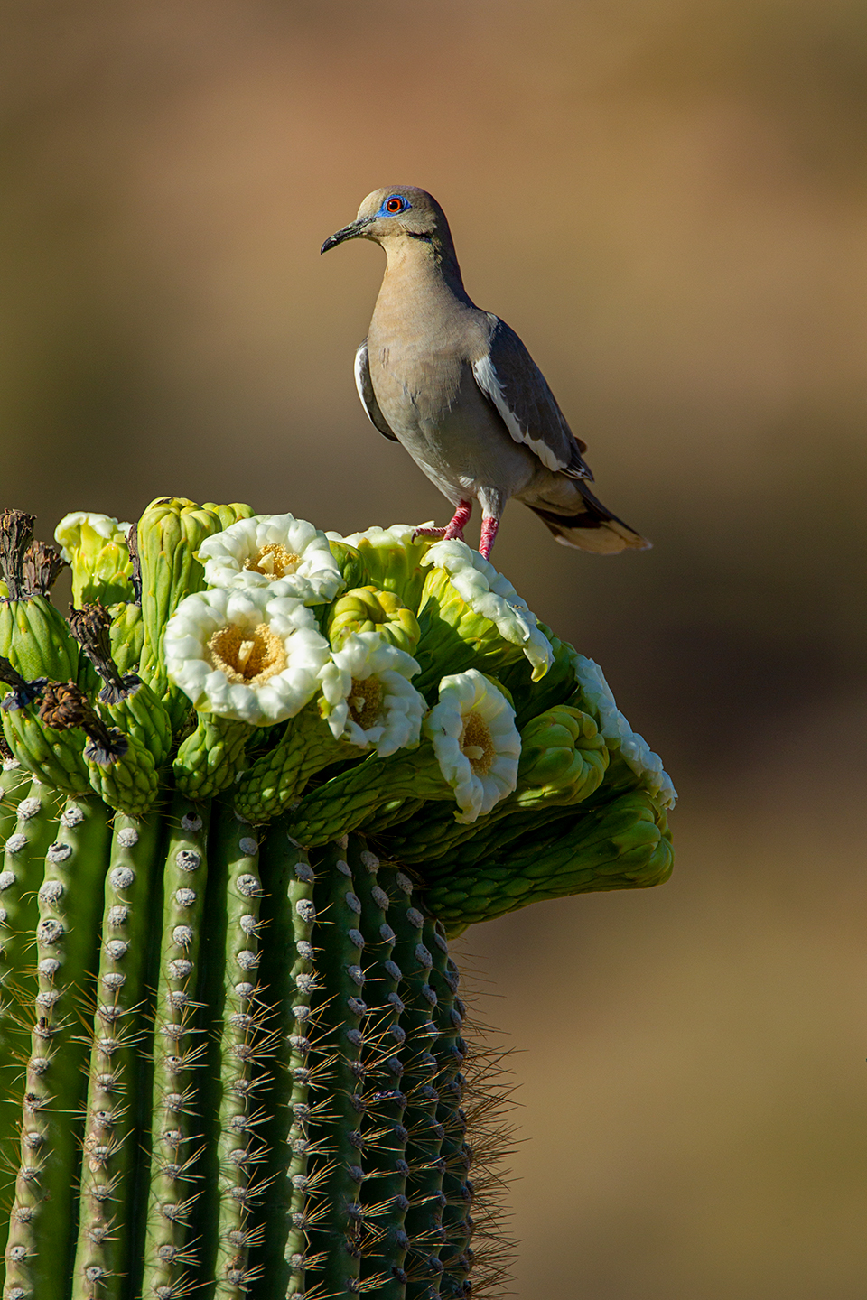 Photograph by Bruce D. Taubert