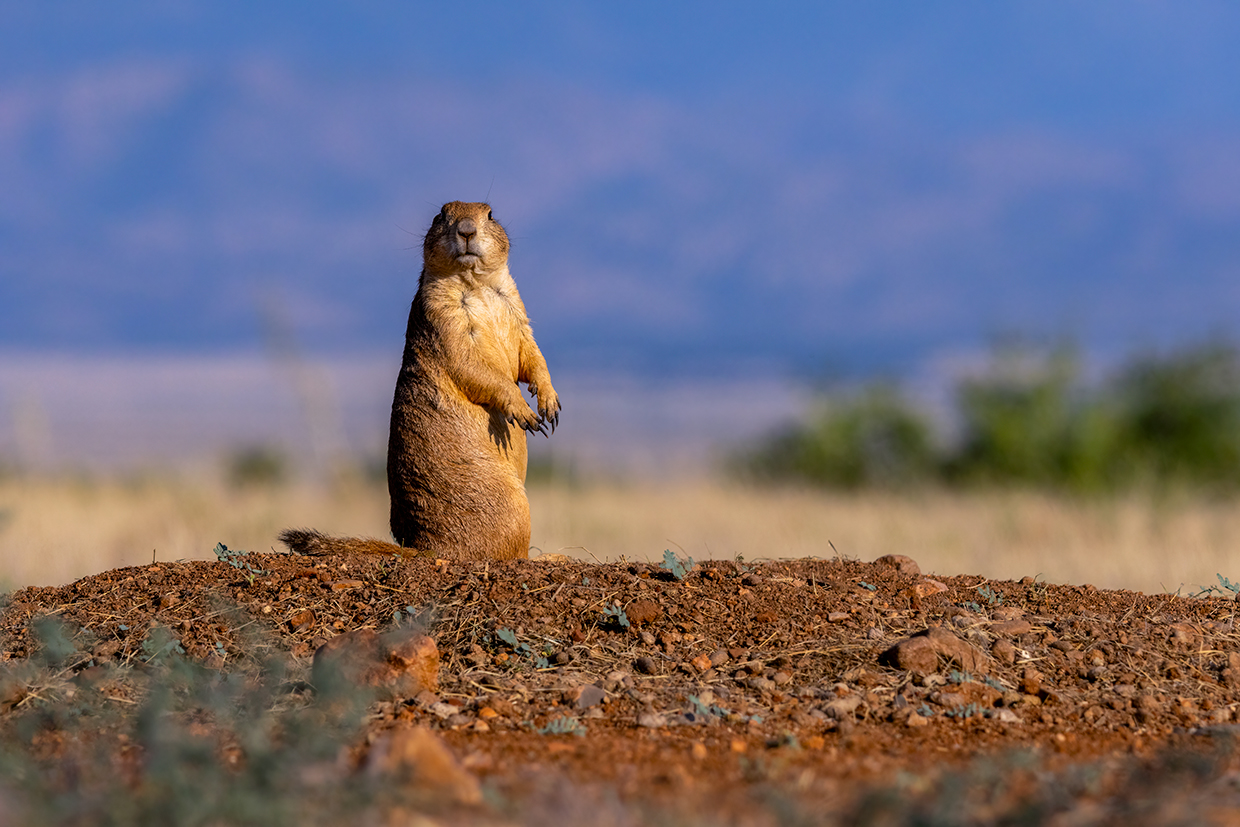 Treated Like a Dog! Arizona Highways pic