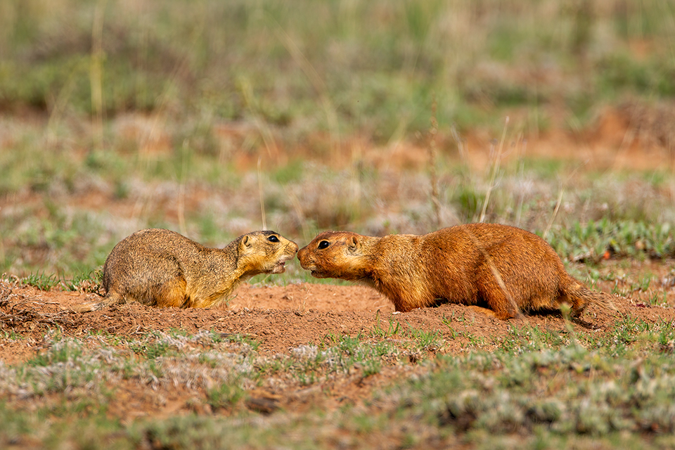 Photograph by Bruce D. Taubert