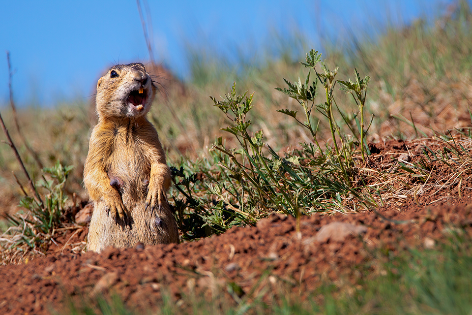 Photograph by Bruce D. Taubert