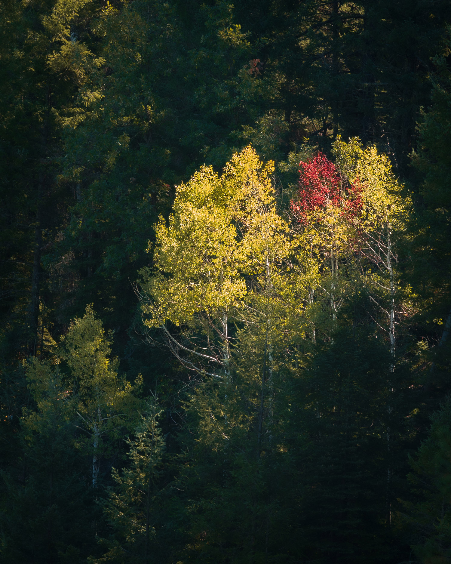 Photograph by Randy Wheelis