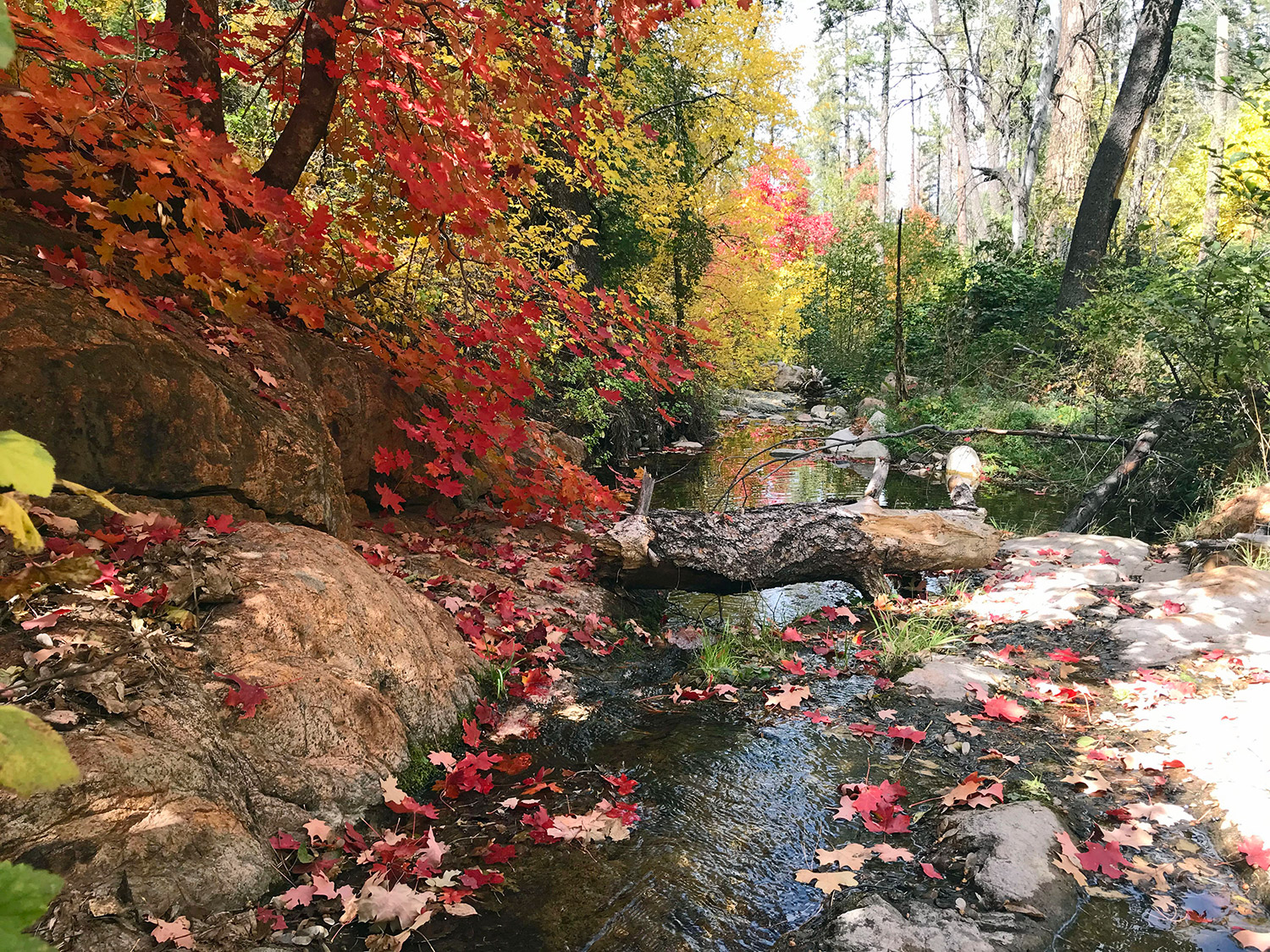 Photograph by Francoise Viton