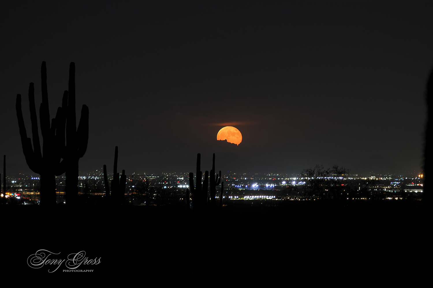 Photograph by Tony Gross