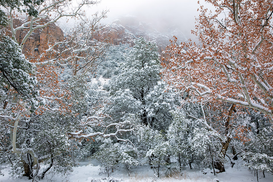Photograph by Bruce D. Taubert