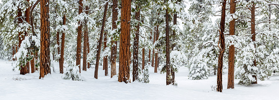 Photograph by Adam Schallau