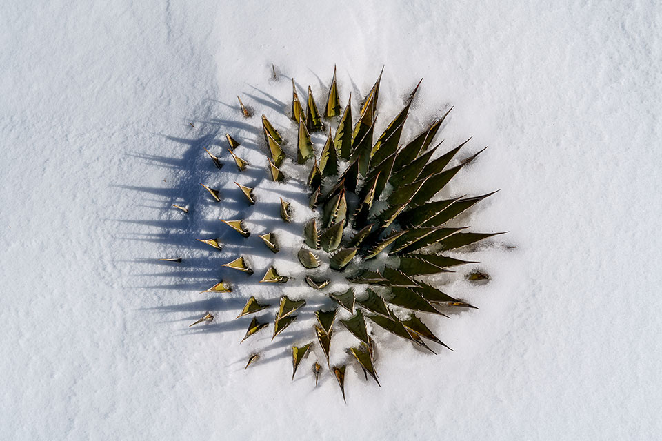 Photograph by A.O. Tucker