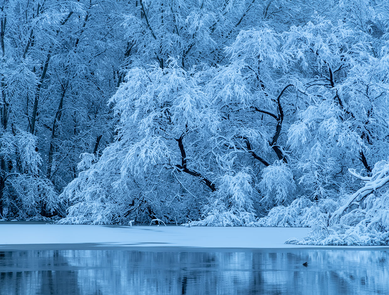 Delicate silver snowflakes blanket a frosted pine branch leaning against a  log cabin exterior