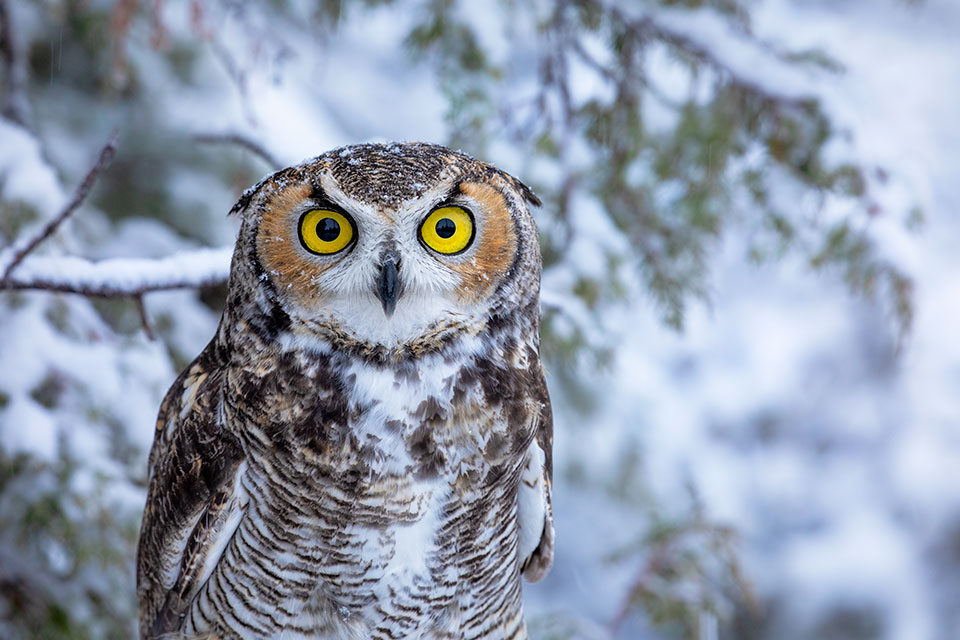 Photograph by Bruce D. Taubert