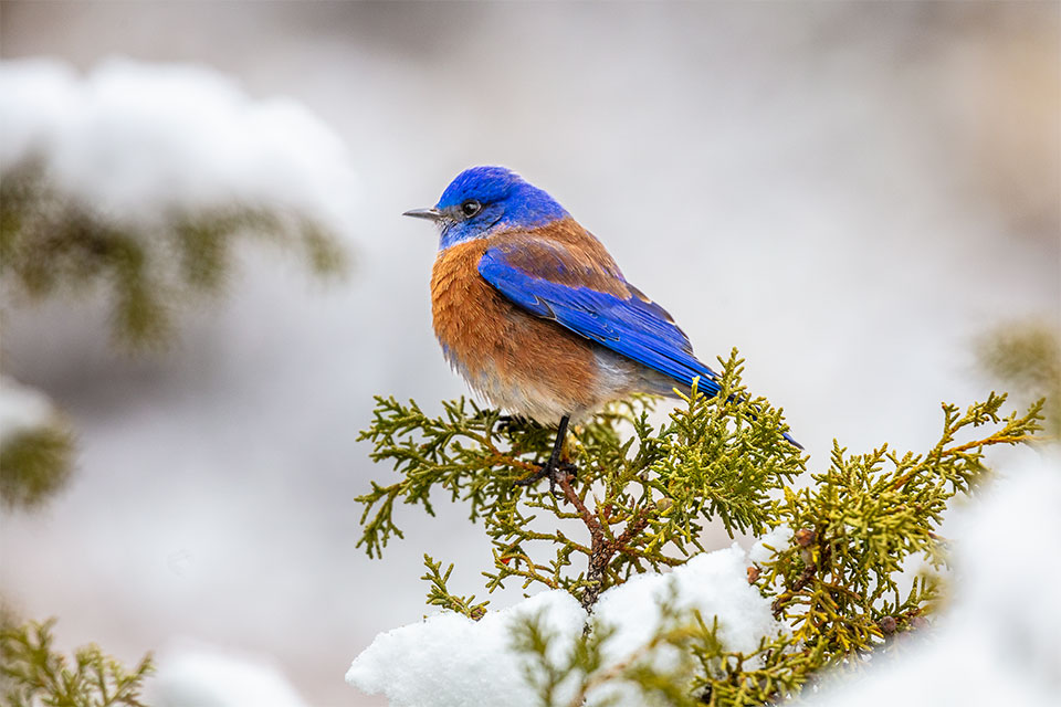 Photograph by Byron Neslen