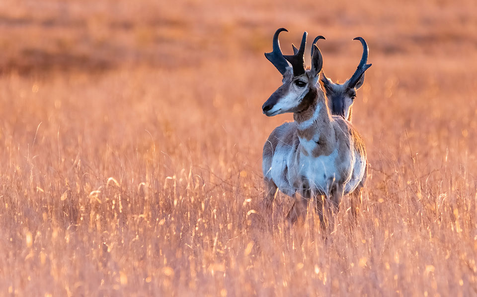 Photograph by Lee Scherer
