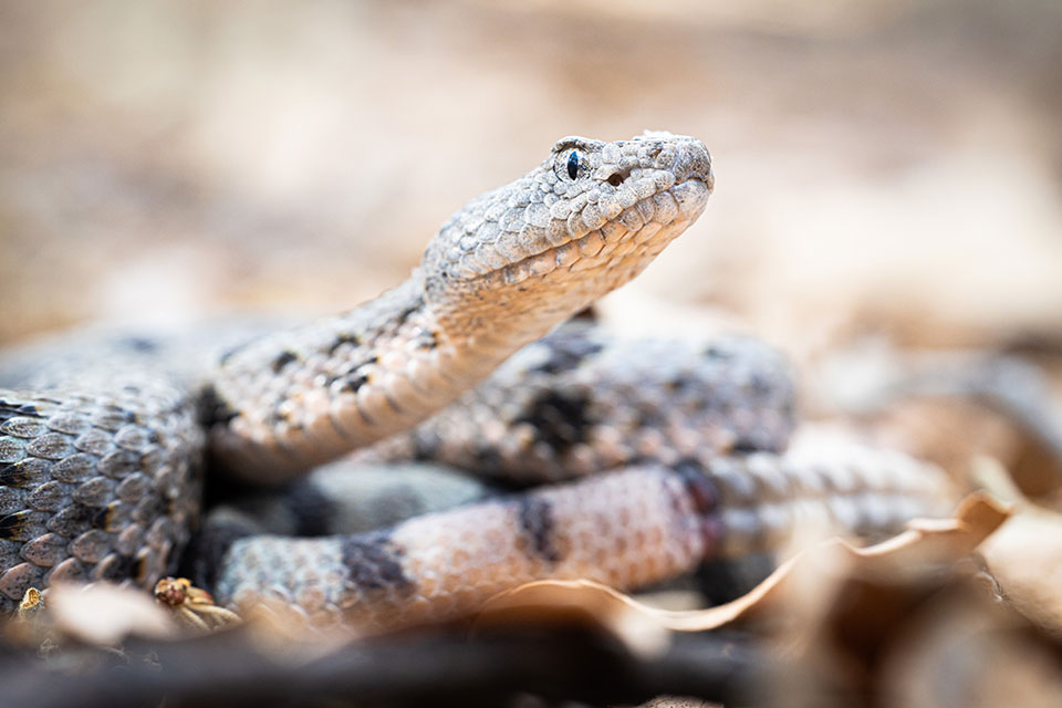 Photograph by Jeff Martineau
