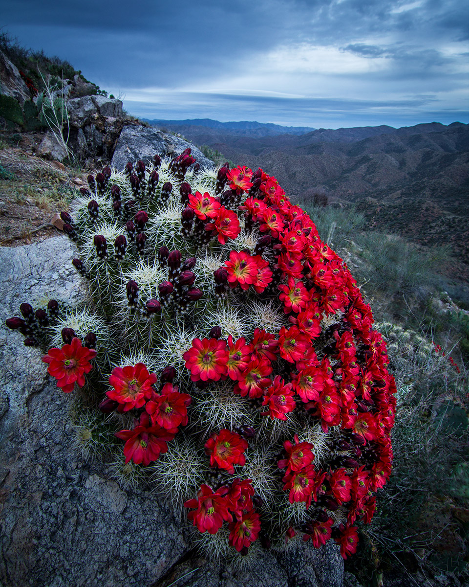 Photograph by Joel Hazelton