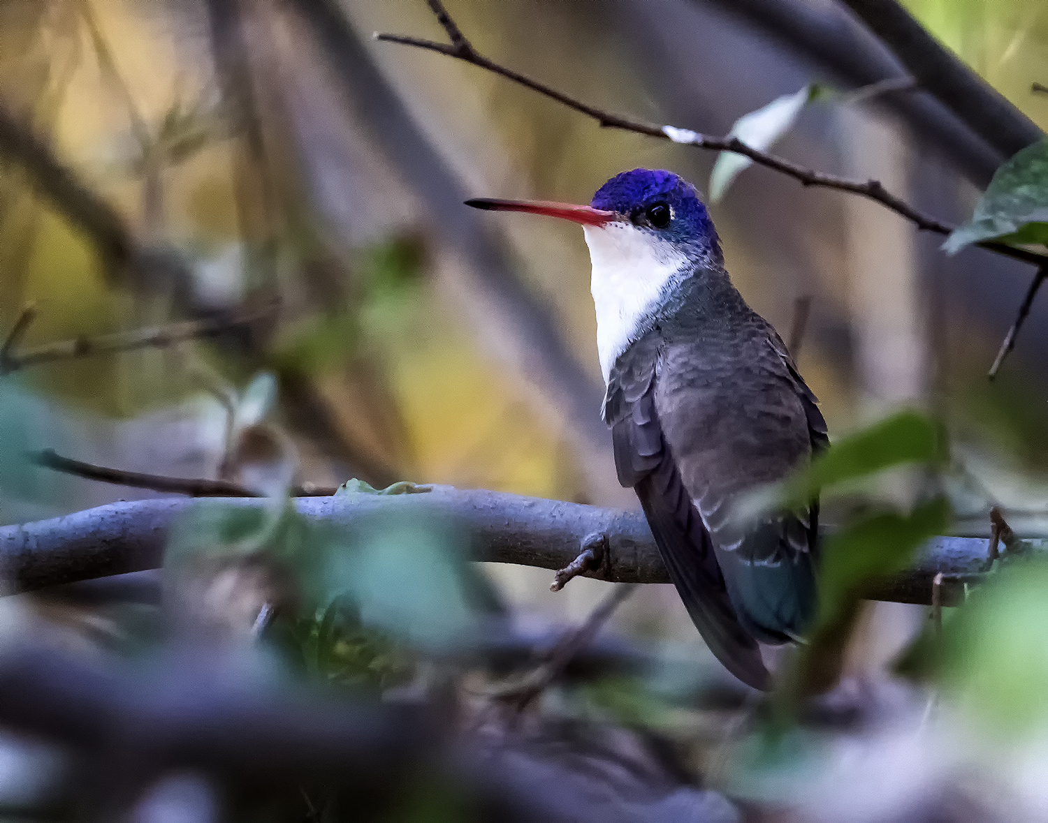 Photograph by Bruce Turnbull