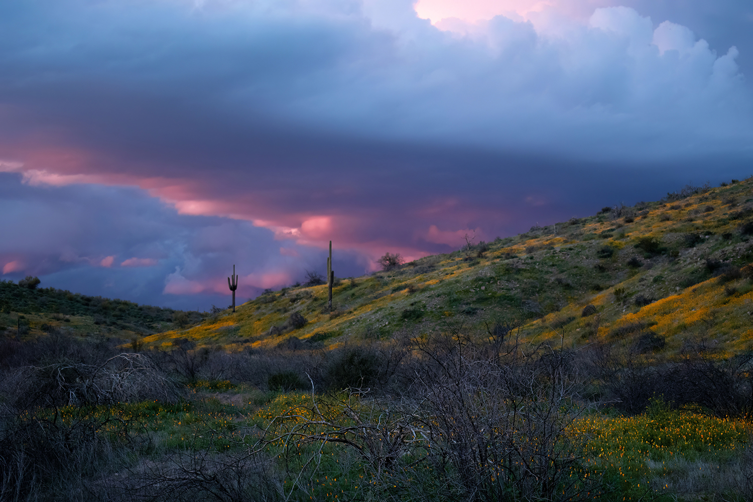 Photograph by Joshua Sellke