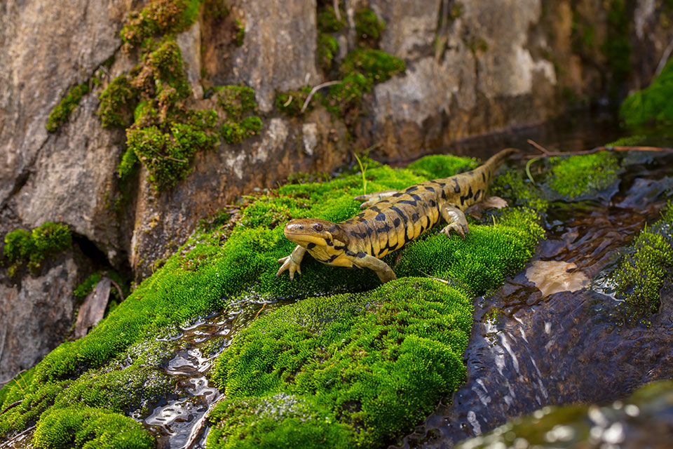 Photograph by Bruce D. Taubert