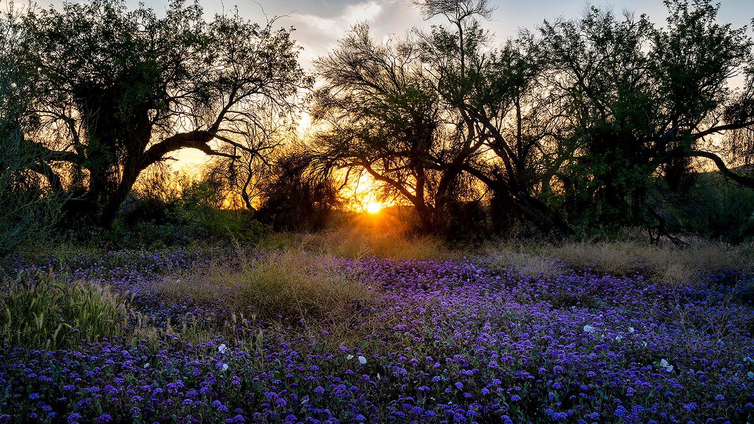 Desert wildlowers at sunset in Tonto National Forest