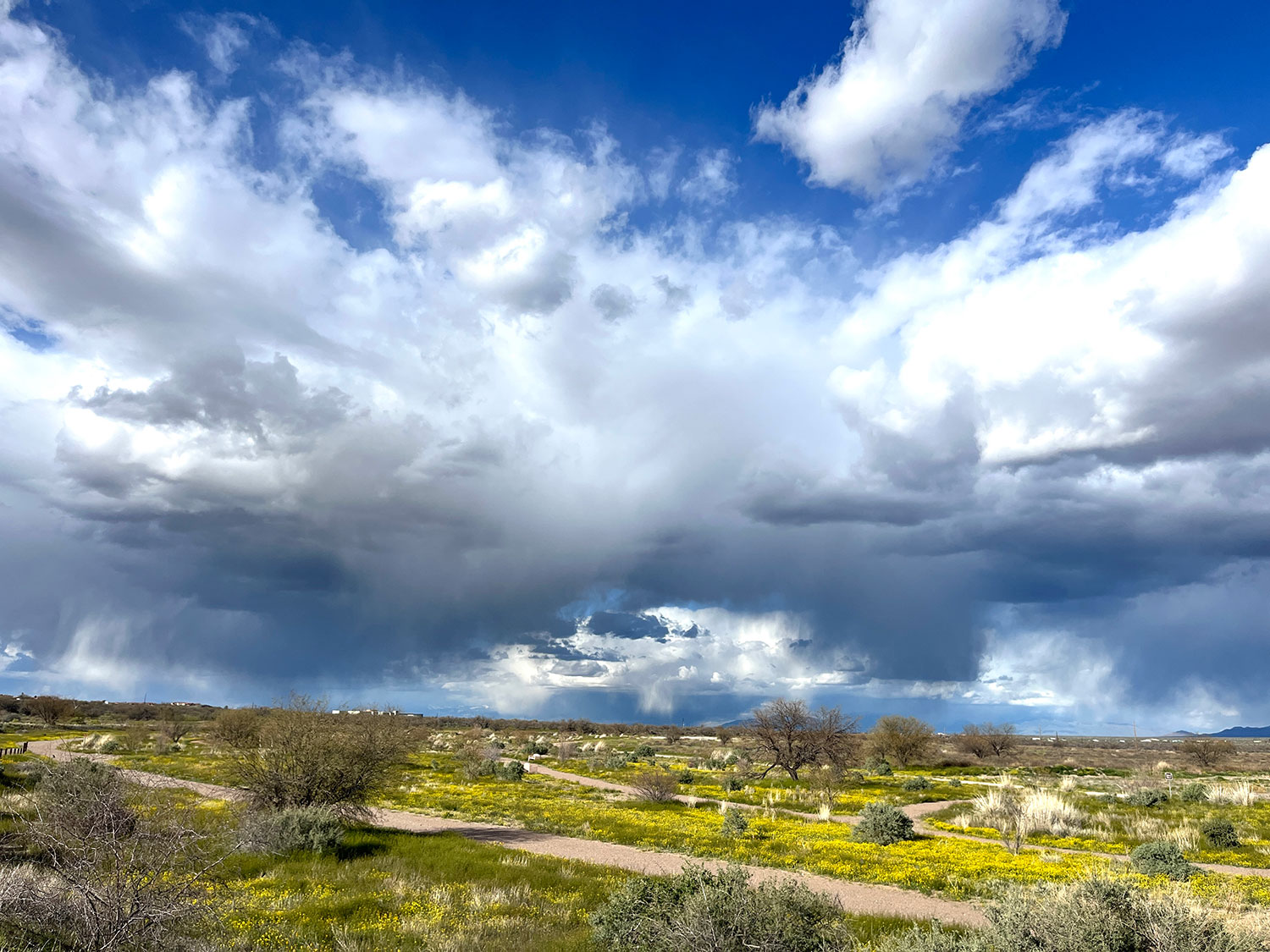 Dramatic clouds and blooming wildflowers define a view in Southern Arizona’s Green Valley. By Liz Lutz