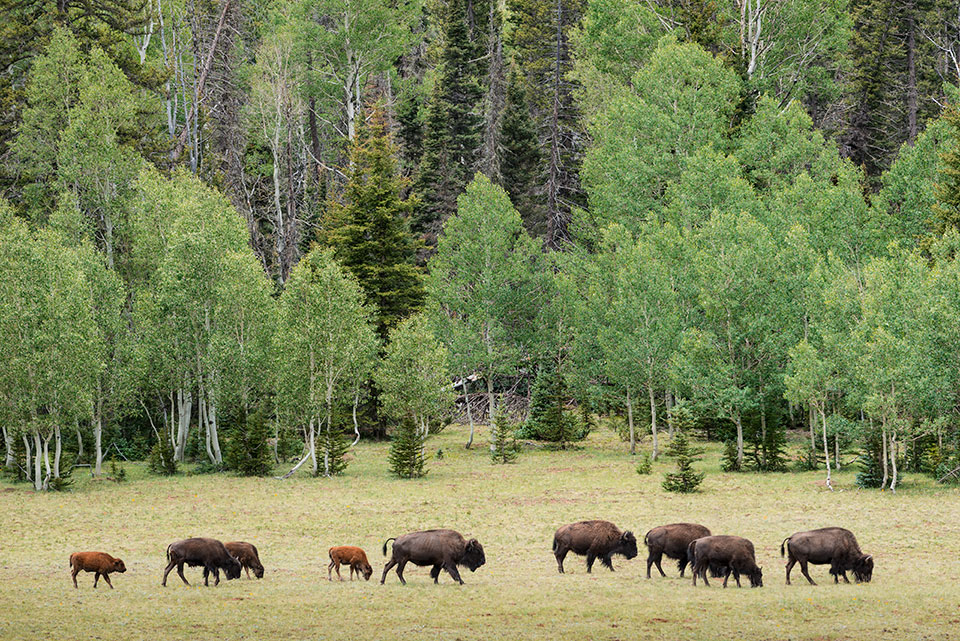 Several bison graze beneath the evergreens and aspens surrounding a meadow near the North Rim in summer. Photo by Jack Dykinga