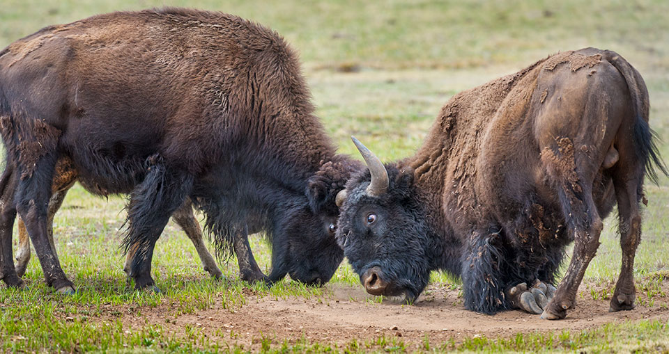 Two of the North Rim’s bison are shown just north of the national park boundary. Photo by Jack Dykinga
