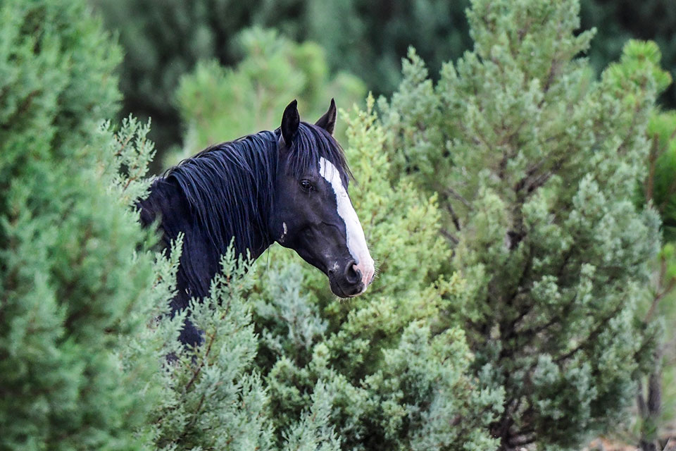 A member of the Heber herd peers out from a stand of junipers. Photograph by Anne James