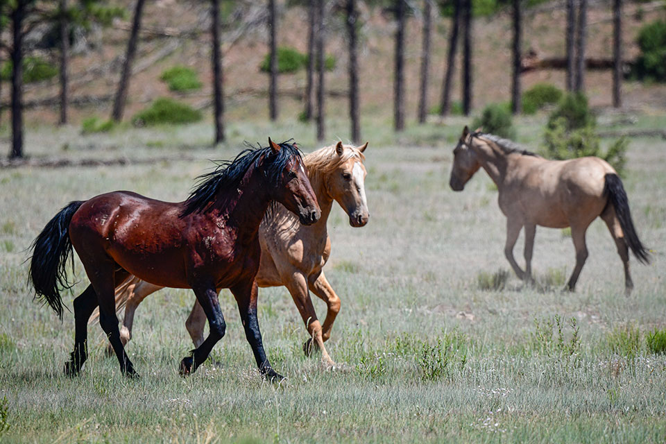 Three wild horses in the Heber herd roam a meadow in the Apache-Sitgreaves National Forests. Photograph by Anne James