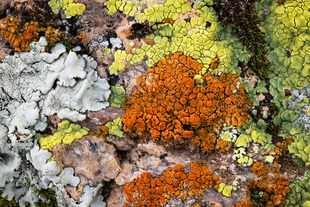 Close-up of colorful lichen by Bruce D. Taubert