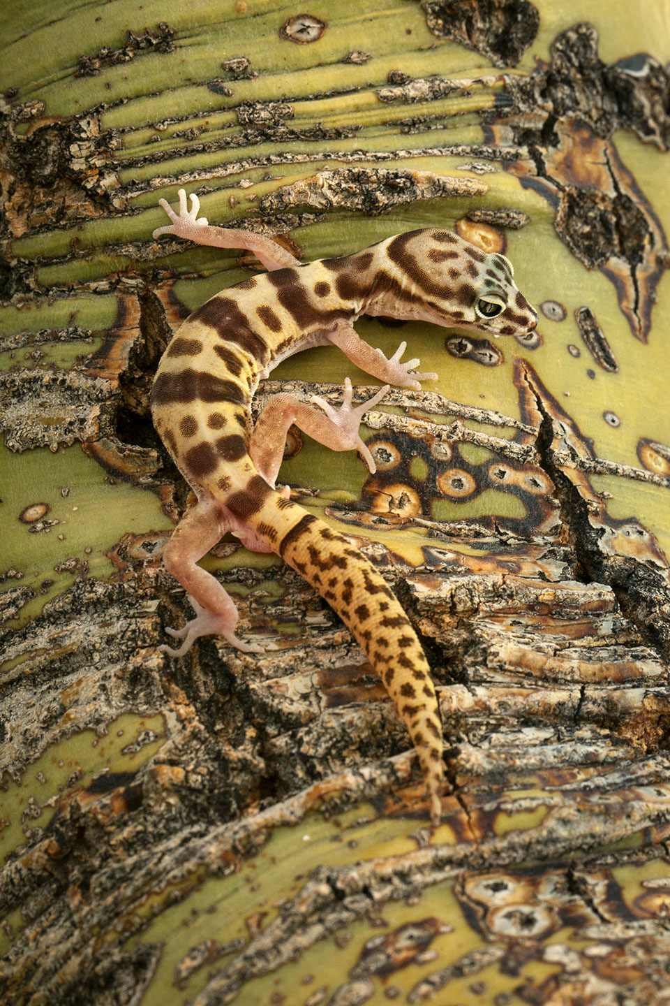 A Western banded gecko (Coleonyx variegatus) clings to the bark of a paloverde tree. Photograph by Eirini Pajak