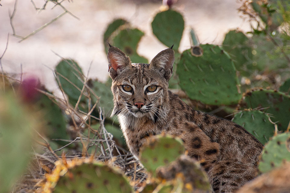 Prickly pear cactus pads surround a bobcat (Lynx rufus) in a Tucson backyard. Photograph by Doris Evans