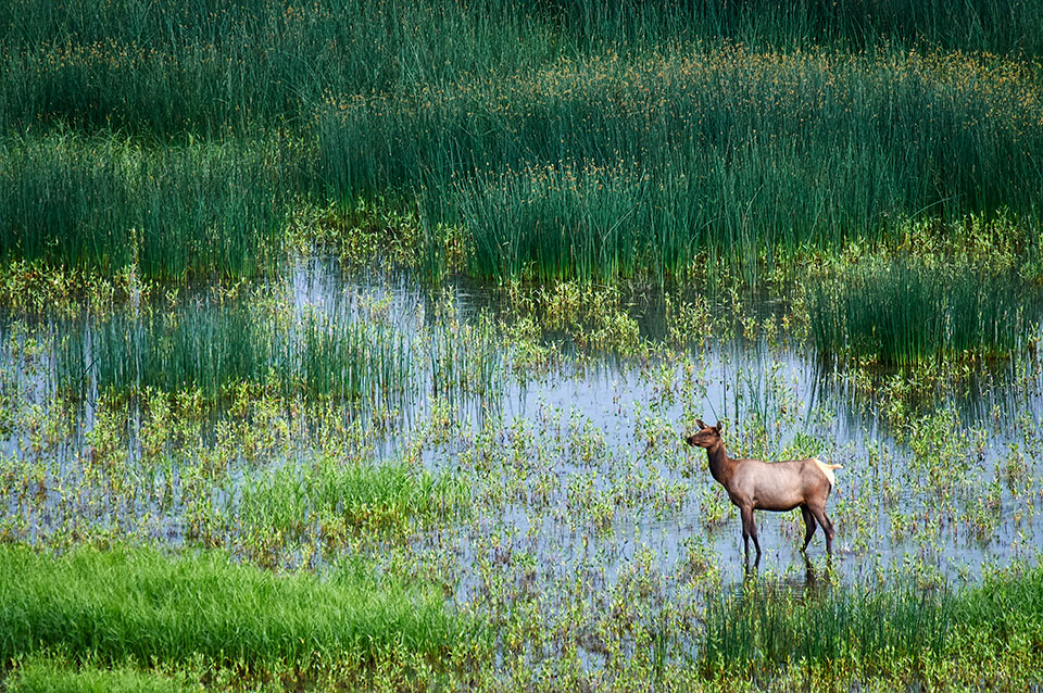 A cow elk (Cervus elaphus) stands in a marshy area at Mormon Lake, southeast of Flagstaff.  Photograph by Shane McDermott