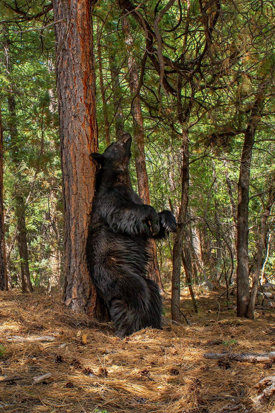 A black bear (Ursus americanus) scratches its back on a ponderosa pine north of Payson. Photograph by Bruce D. Taubert